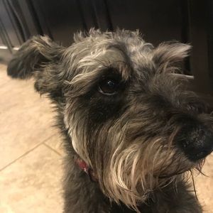 Meet your Posher, Grace